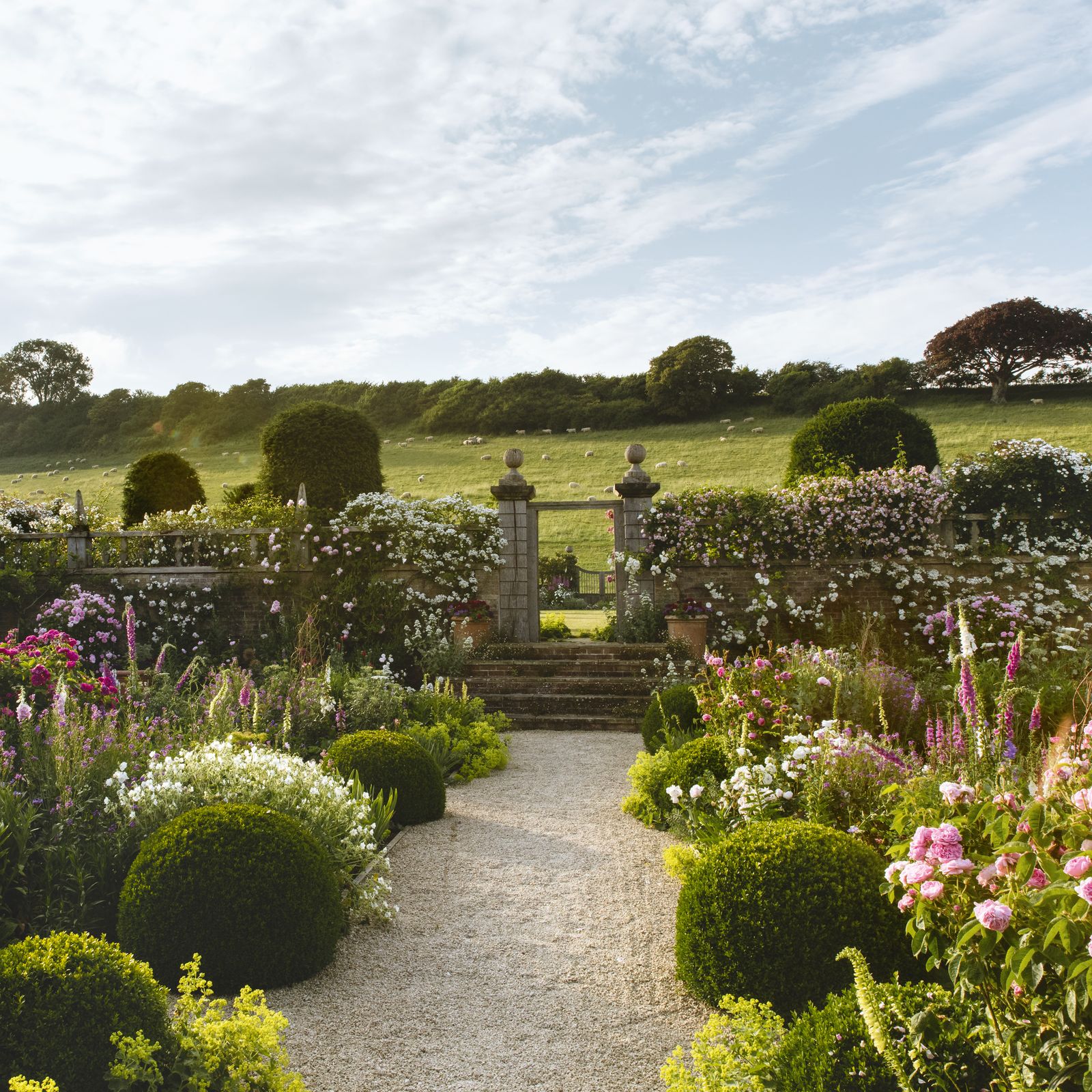 How to grow roses in the ground or in pots: a simple guide