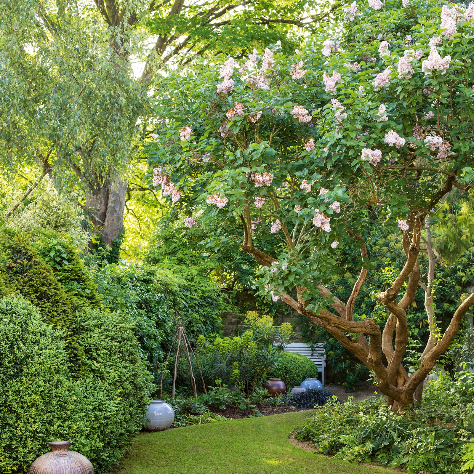 All about lilacs and how to grow them