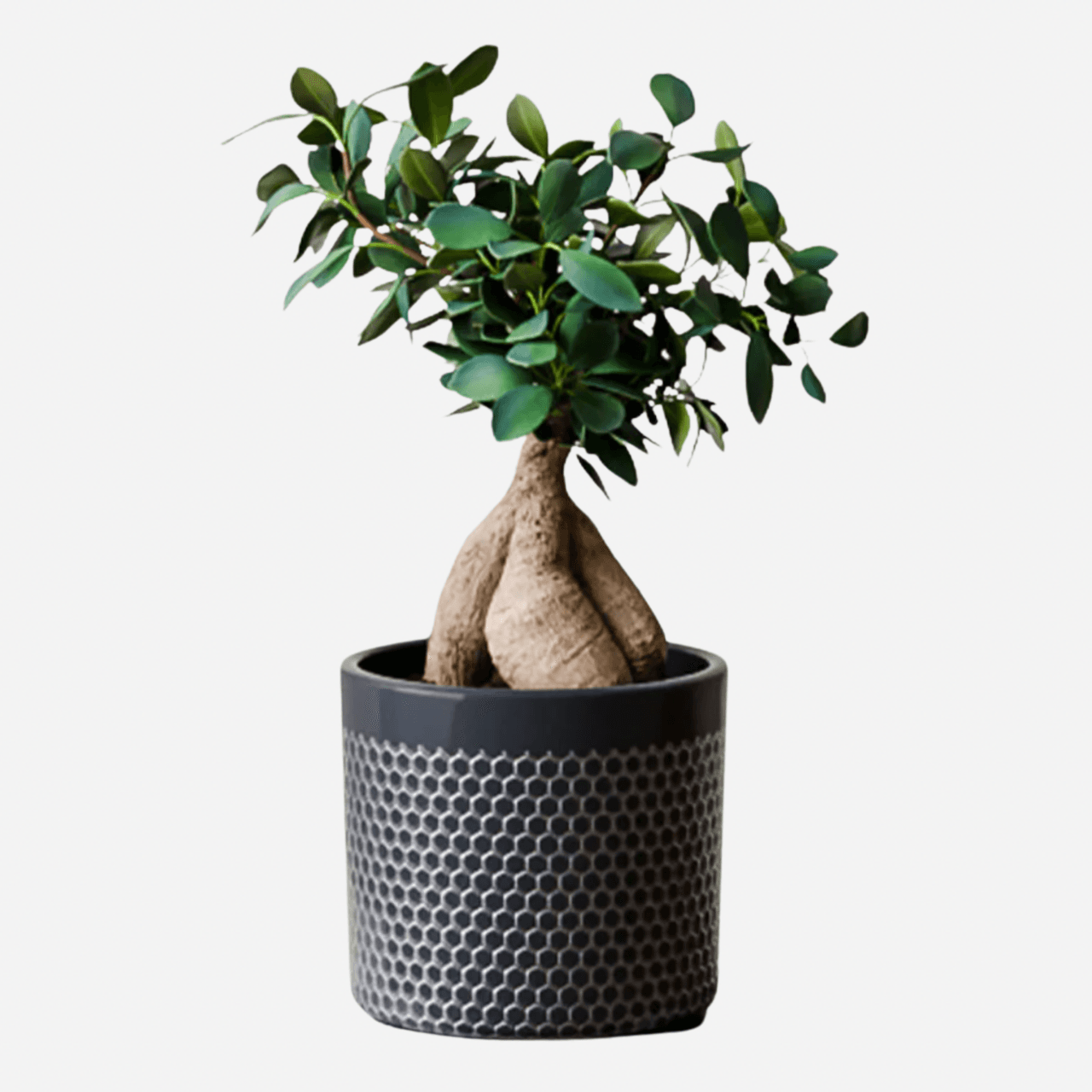 Image may contain: Plant, Potted Plant, Jar, Planter, Pottery, Vase, Tree, Leaf, and Bonsai